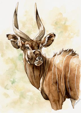 Bongo Watercolor