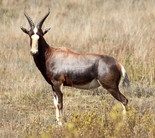 Bontebok Ram