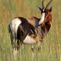 Bontebok