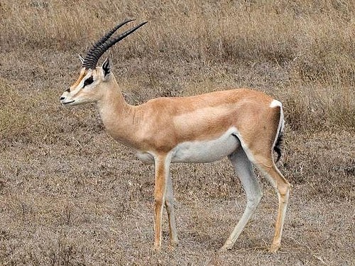 Bright's Gazelle