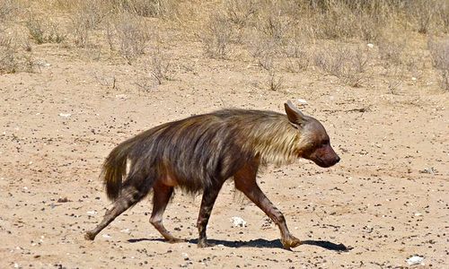 Brown Hyena