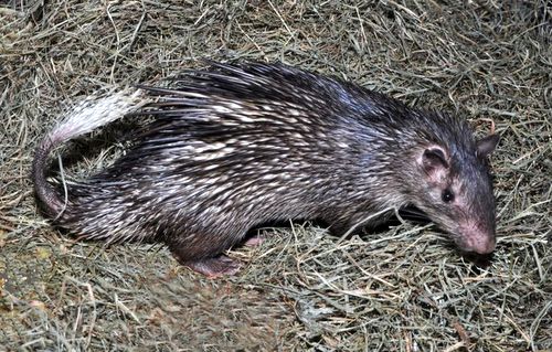 African Brush-Tailed Porcupine