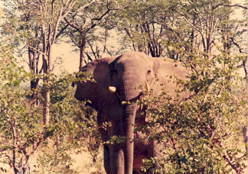 Elephant Bull