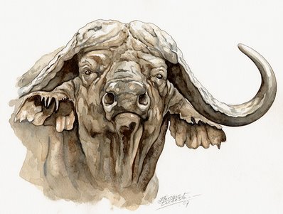 Cape Buffalo Watercolor 1