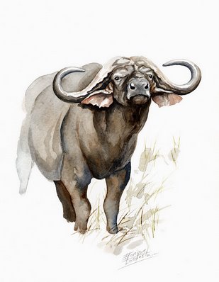 Cape Buffalo Watercolor 3