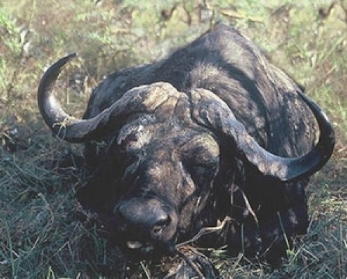 Buffalo Bullet Placement