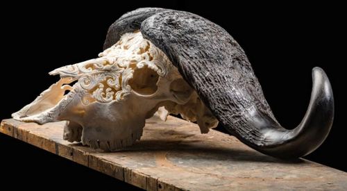 Cape Buffalo Carved Skull
