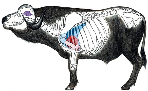 Buffalo Shot Placement Buffalo Shot Placement