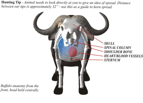 Moralsk uddannelse Orkan Ledig Buffalo Shot Placement