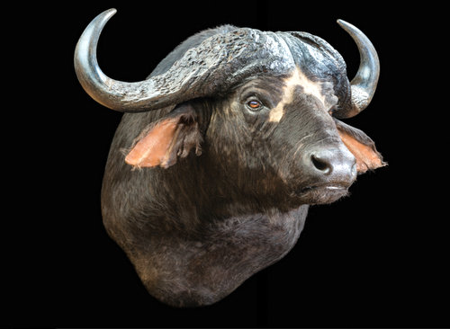 Buffalo Shoulder Mount