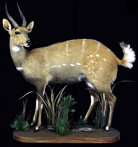 Bushbuck Full Mount