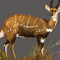 Bushbuck Full Mount