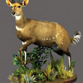 Bushbuck Full Mount