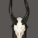 Bushbuck Skull Mount