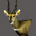 Bushbuck Pedestal Wall Mount