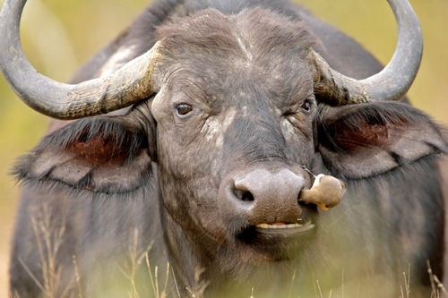 Cape Buffalo Cow
