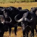 Young Cape Buffalo