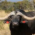 Young Cape Buffalo