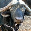 Young Cape Buffalo