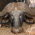 Young Cape Buffalo