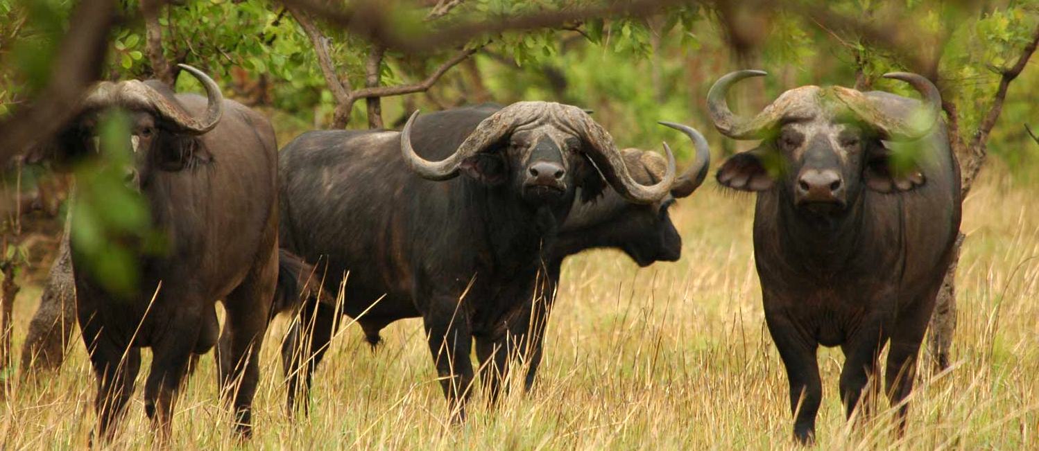 Мир животных буйволы. Африканский черный буйвол. Кафрский буйвол. Капский буйвол. Буйволы Танзании.