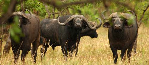 Classic Cape Buffalo - Uganda