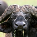 Classic Cape Buffalo