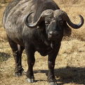 Classic Cape Buffalo