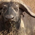 Classic Cape Buffalo