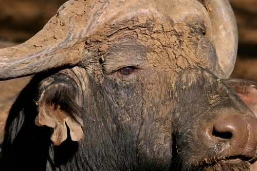 Old Cape Buffalo