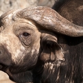 Old Cape Buffalo