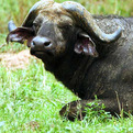 Old Cape Buffalo