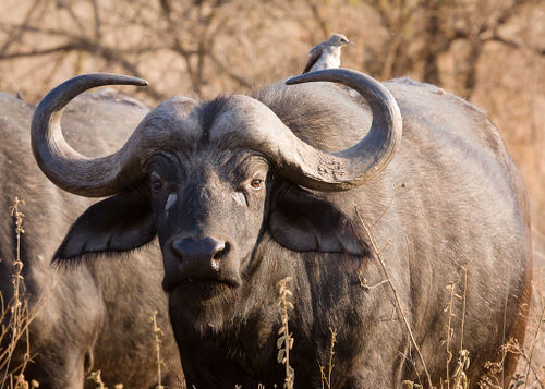 Young Cape Buffalo