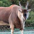Cape Eland Bull