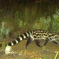 Cape Genet