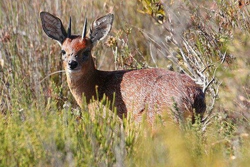 Cape Grysbok