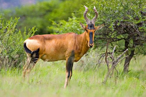 Cape Hartebeest
