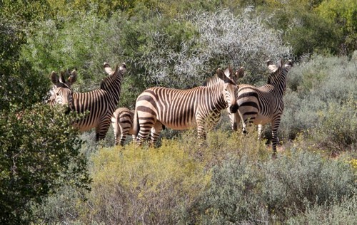 Cape Mountain Zebra