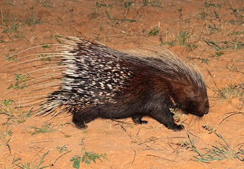 Cape Porcupine