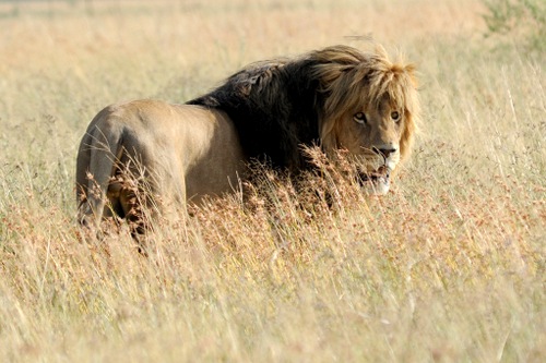 South African Captive-Bred Lion