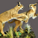 Caracal Full Mount