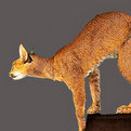 Caracal Pedestal Mount