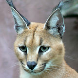 Caracal