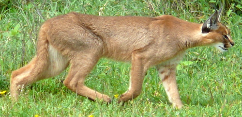 Caracal