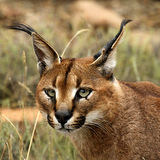 Caracal