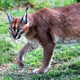 Caracal