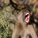 Chacma Baboon
