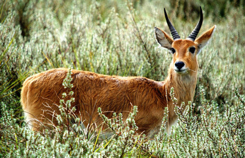 Chanler's Mountain Reedbuck