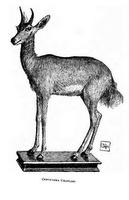 Chanler's Mountain Reedbuck