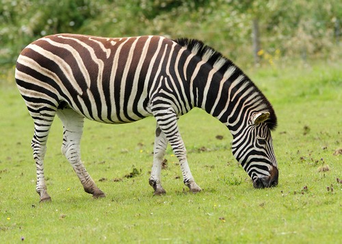 Chapman's Zebra